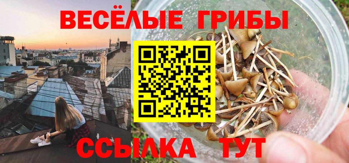 Псилоцибиновые грибы GOLDEN TEACHER Вичуга